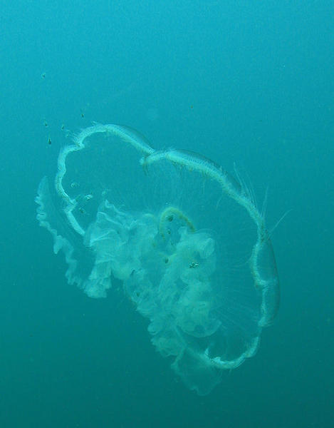 Moon Jelly and guests