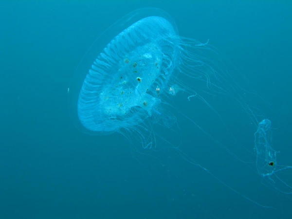Moon Jelly and guests II