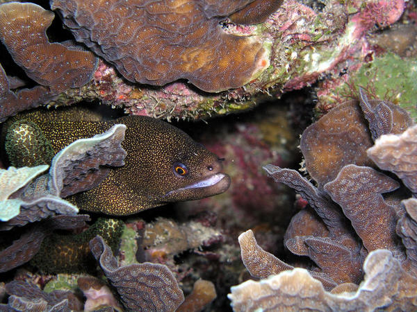 Goldentail Moray