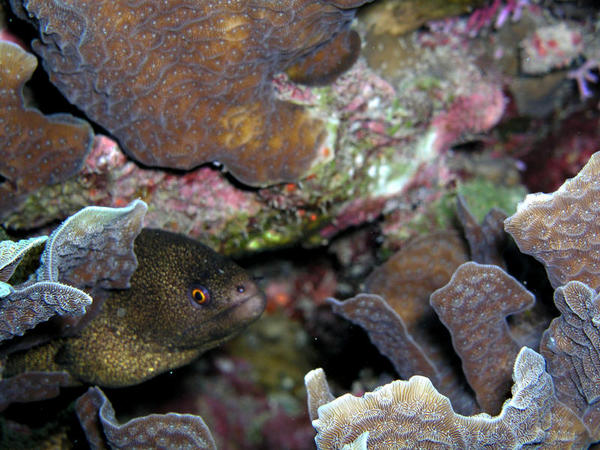 Goldentail Moray