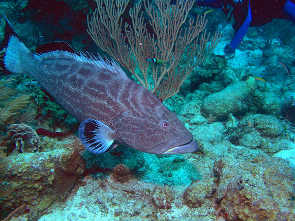 Nassau Grouper