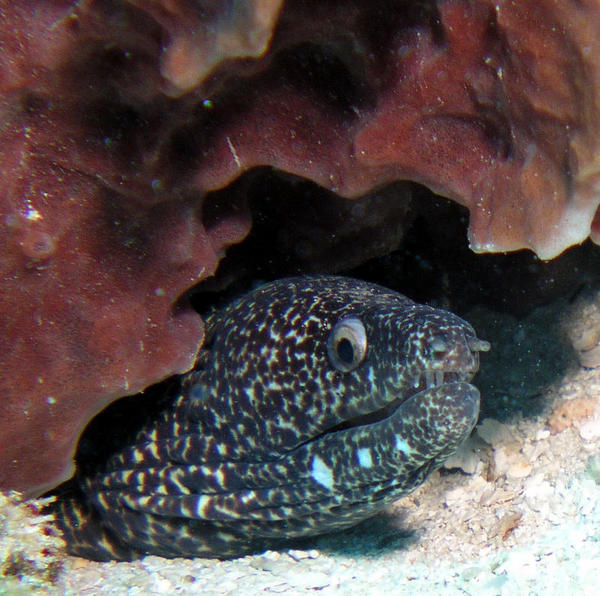 Spotted Moray