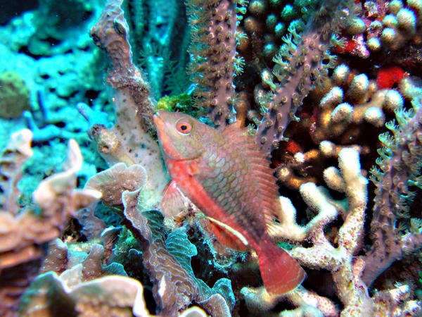 Stoplight Parrotfish