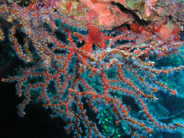 WB Gorgonian