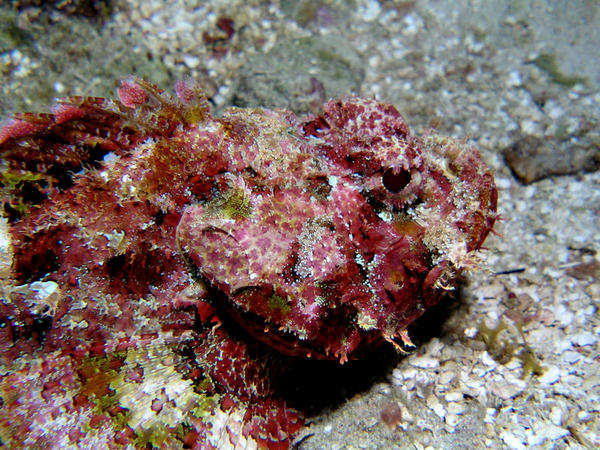 Scorpionfish