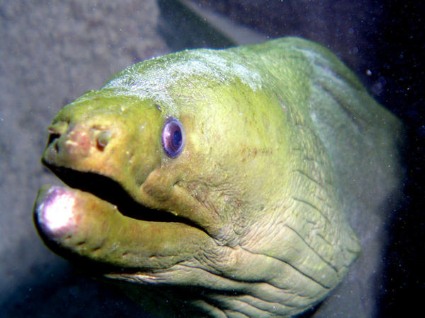 Green Moray