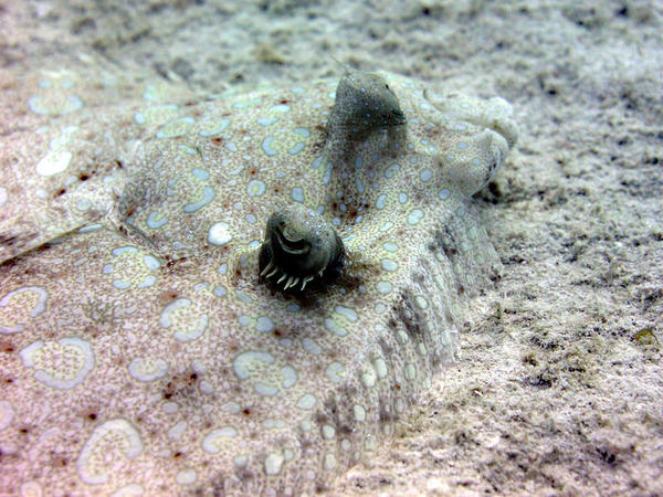 Peacock Flounder