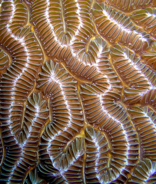 Maze Coral