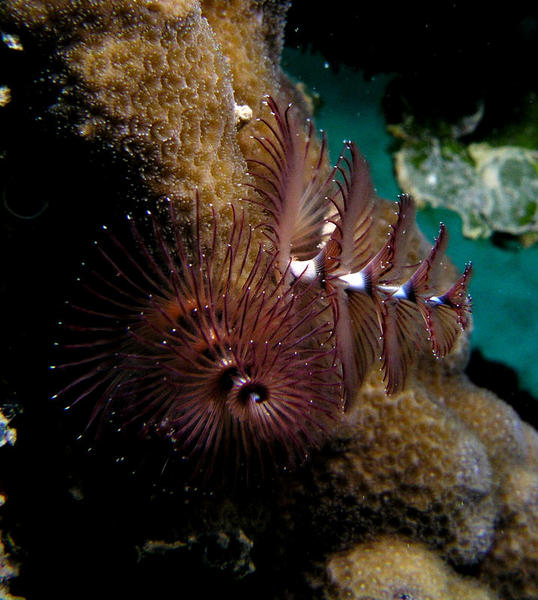 Christmas Tree Worm