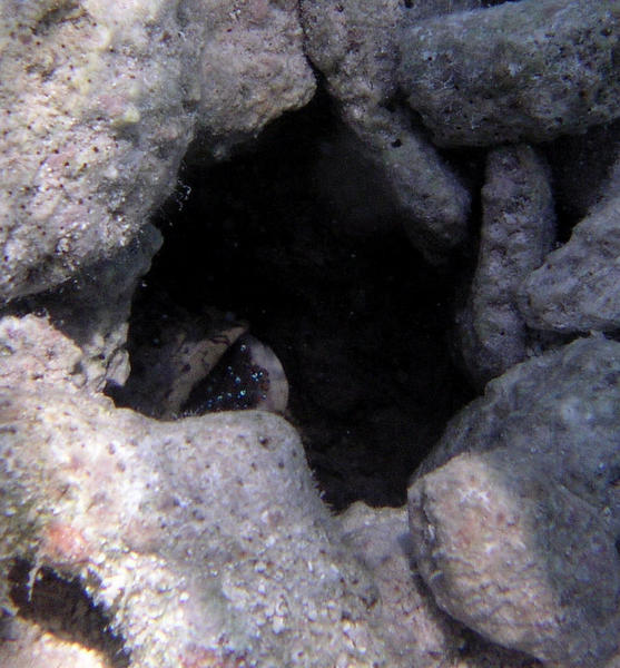 Banded Jawfish with eggs