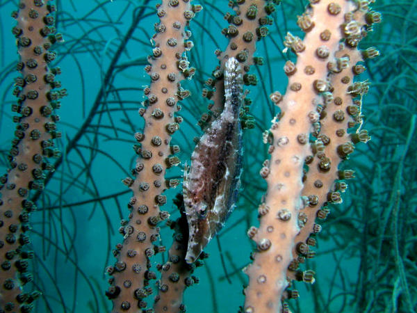 Slender Filefish