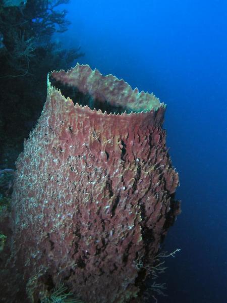 Barrel Sponge