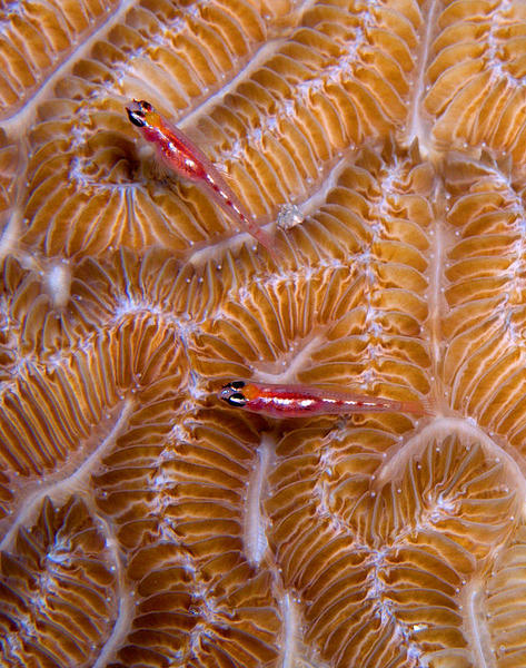 Masked Glassed Gobies