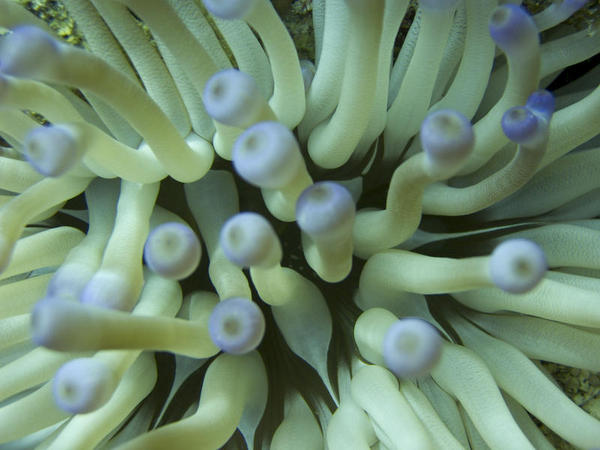 Condalactys anemone