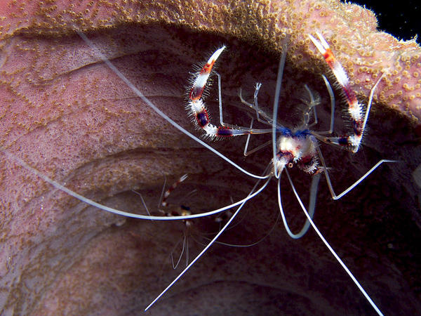 Coral Banded Shrimp