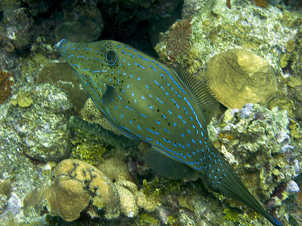 Scrawled Filefish