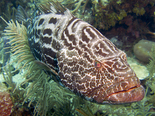 Black Grouper