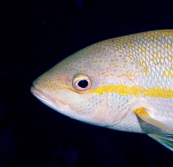 Yellowtail Snapper face