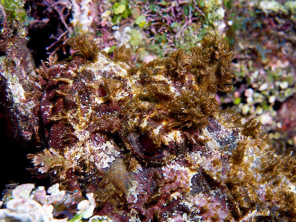 Spotted Scorpionfish