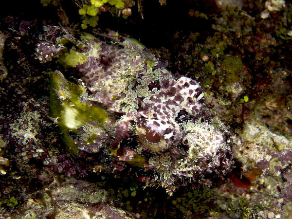 Spotted Scorpionfish