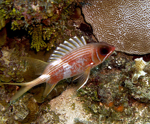 Squirrelfish