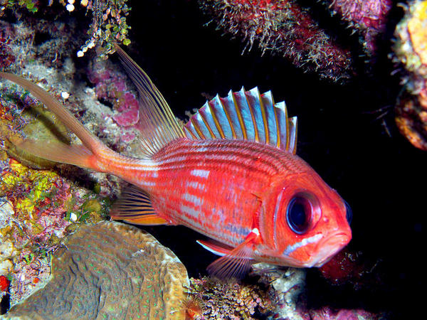 Longspine Squirrelfish