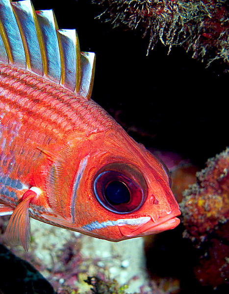 Longspine Squirrelfish