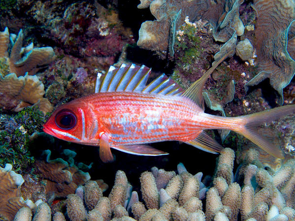 Longspine Squirrelfish