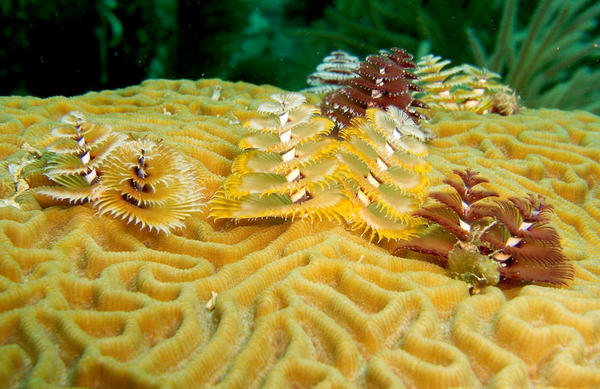 Christmas Tree Worms