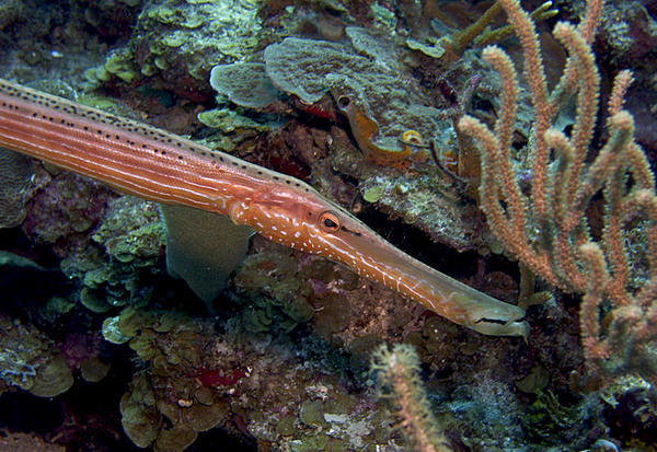 Trumpetfish