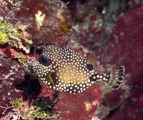 Smooth Trunkfish