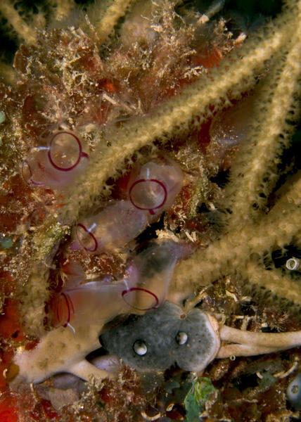 Painted Tunicate