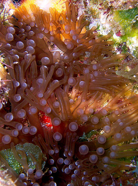 Branching Anemone