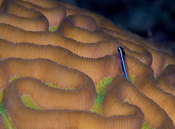 Neon Gobie on Brain Coral