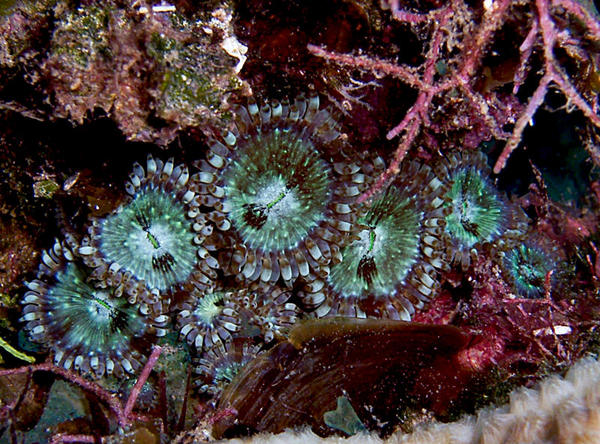 Mat Zoanthid