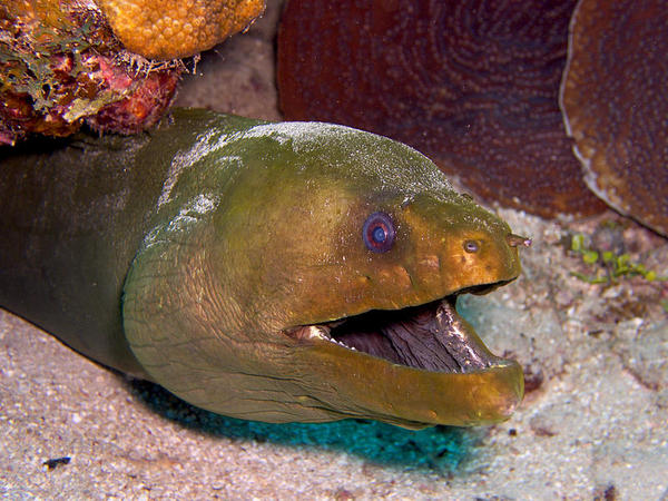 Green Moray