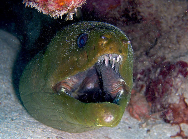 Green Moray