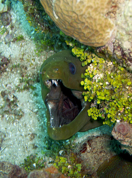 Green Moray