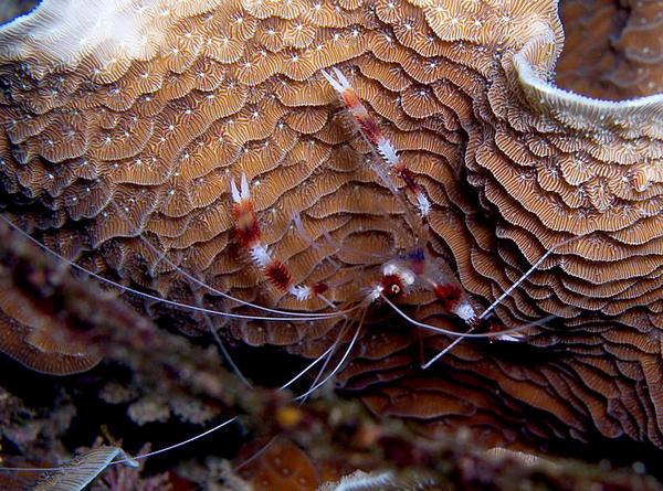 Banded Cotal Shrimp