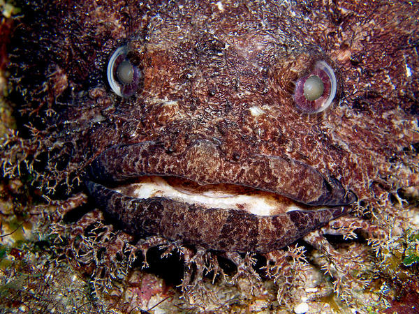 Large Eye Toadfish