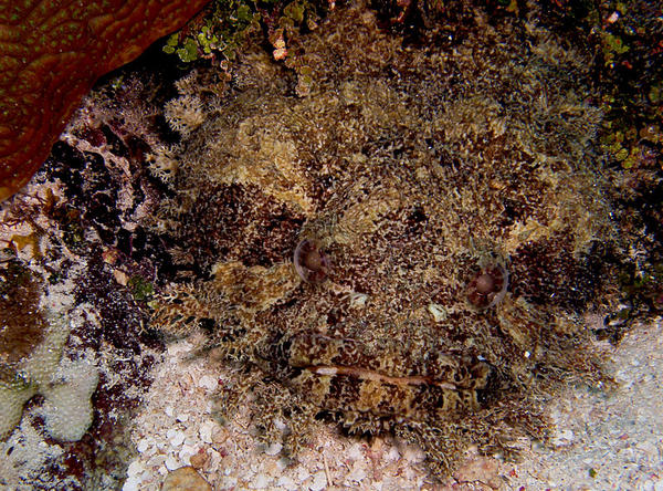 Oyster Toadfish