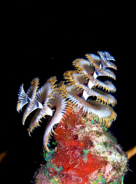 Christmas Tree Worm