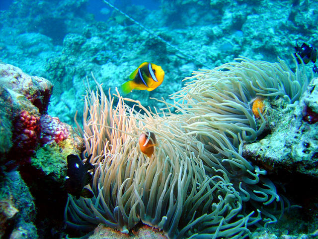 1DSC00052
Oranged-Finned Anemonefish