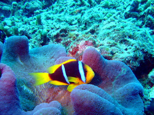 1DSC00058
Orange-Finned Anemonefish