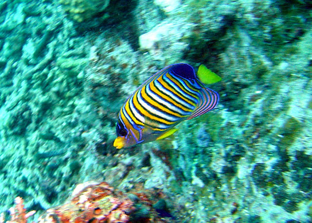 1DSC00081b
Regal Angelfish