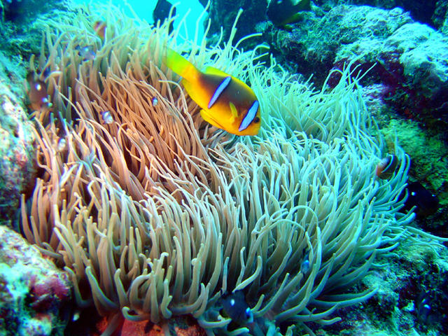 1DSC00087
Orange-Finned Anemonefish