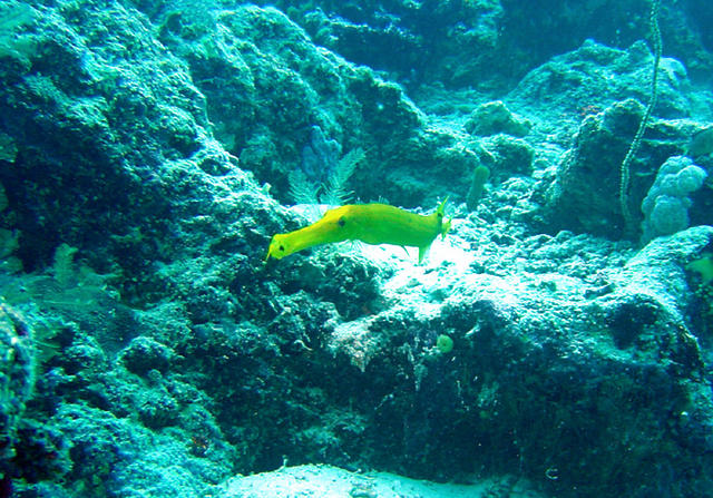 2DSC00006b
Golden Trumpetfish