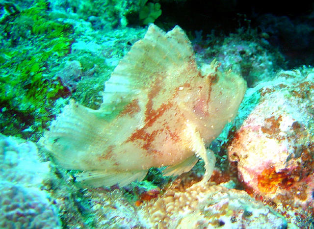 2DSC00026b
 White Leaf Scorpionfish