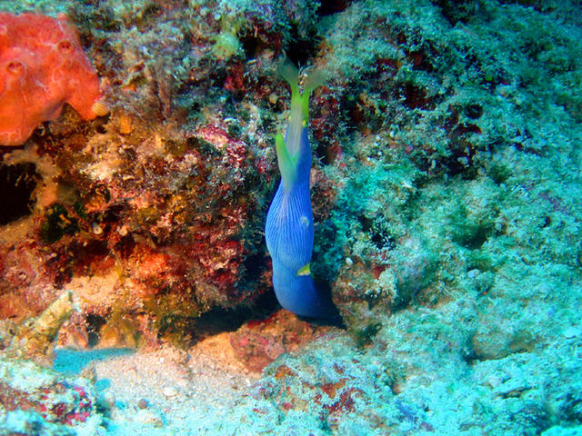 2DSC00029
Blue Ribbon EEL