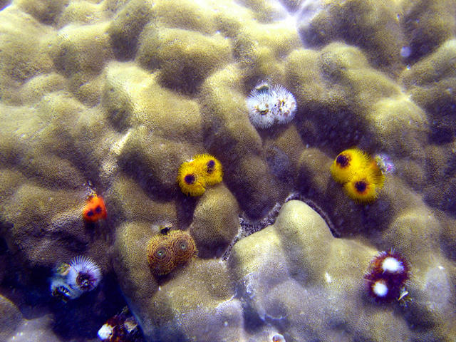 2DSC00043
Various Christmas Tree Worms